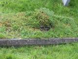 image of grave number 490404